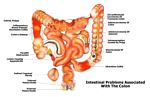 diagram of human colon and digestive system